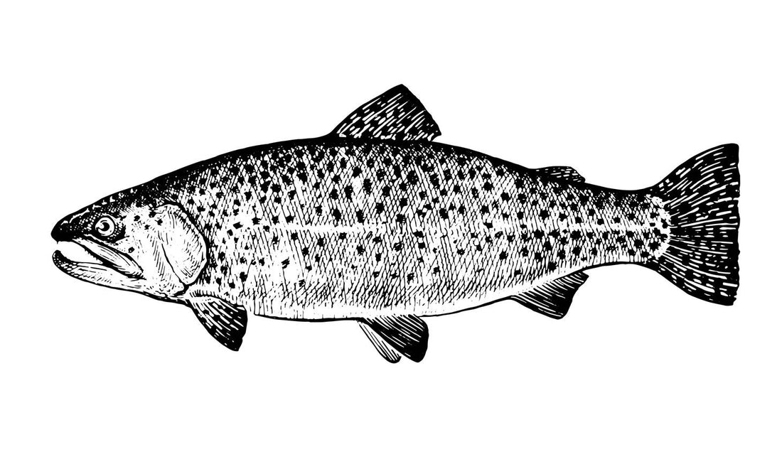 Rainbow trout fishing blog